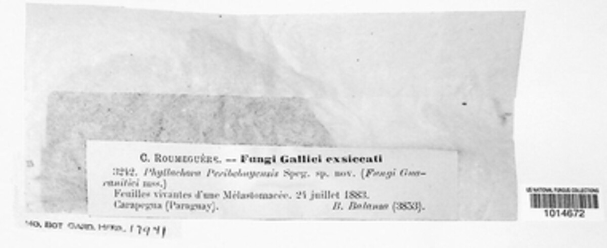 Coccostroma peribebuyense image